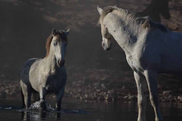 mustangs at river